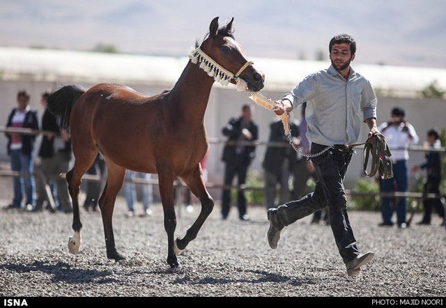 نمایش اسب‌های آیین تعزیه - استان مرکزی (عکس)
