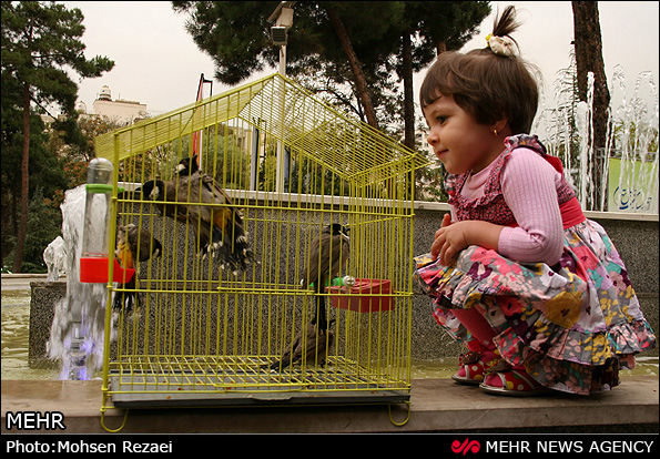 رهاسازی بلبل در تهران (عکس)