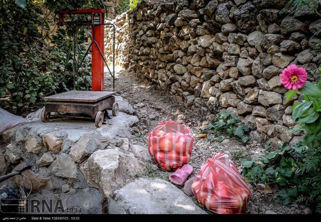 برداشت انار در روستاهای کردستان (عکس)