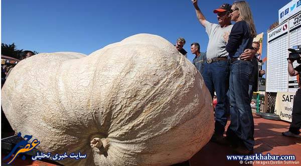 کدو حلوایی 933 کیلویی (عکس)