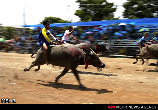 مسابقات بوفالو سواری در تایلند (عکس)