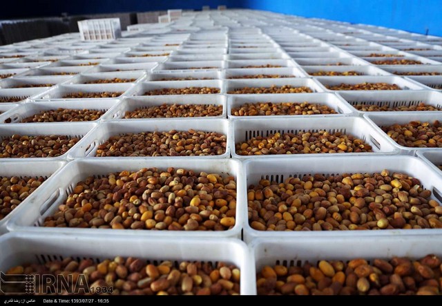 برداشت خرما در فراشبند شیراز (عکس)