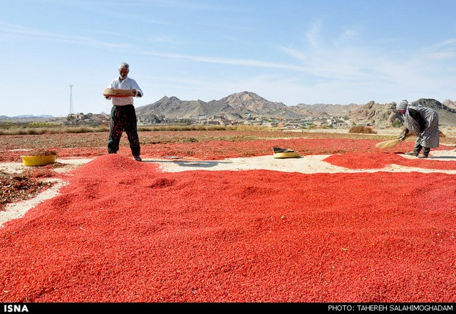 برداشت زرشک در خراسان (عکس)