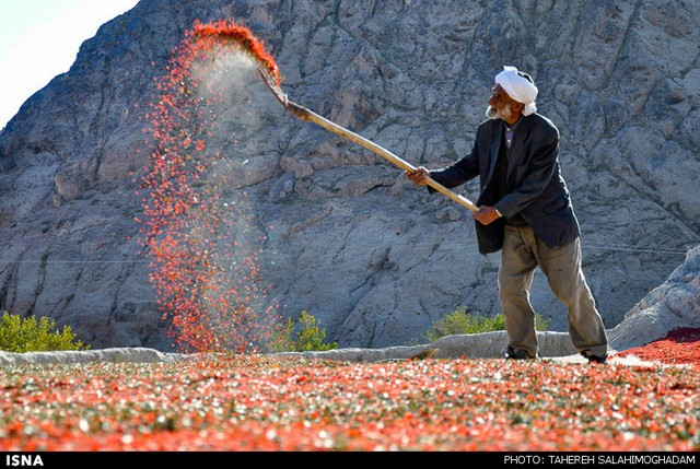 برداشت زرشک در خراسان (عکس)