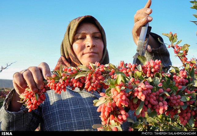 برداشت زرشک در خراسان (عکس)