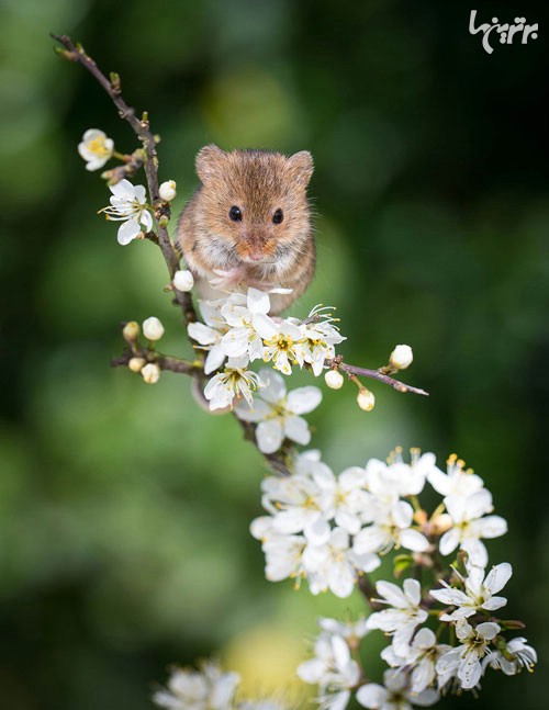 زیبایی موش‌ های چشم‌ دکمه‌ ای! (+عکس)