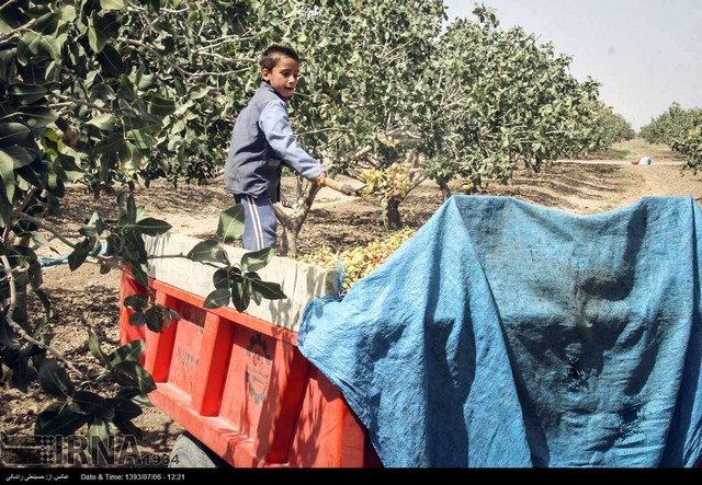 برداشت و فرآوری پسته در خراسان (عکس)