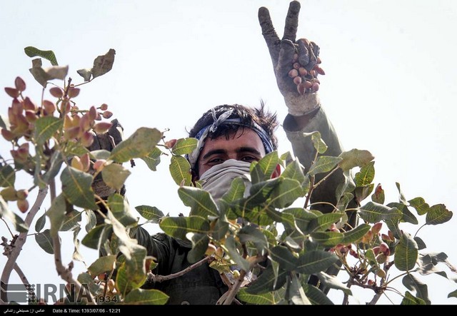 برداشت و فرآوری پسته در خراسان (عکس)