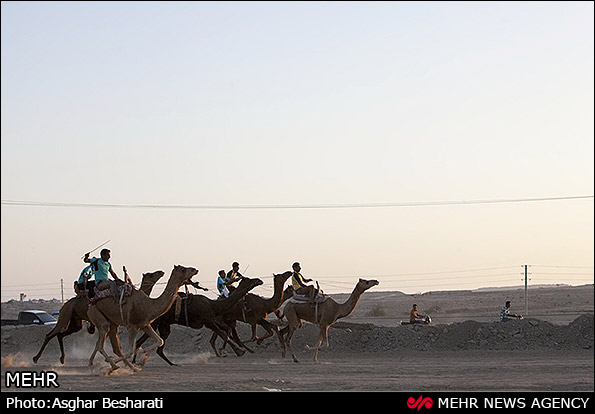 مسابقه شتر سواری - قشم (عکس)