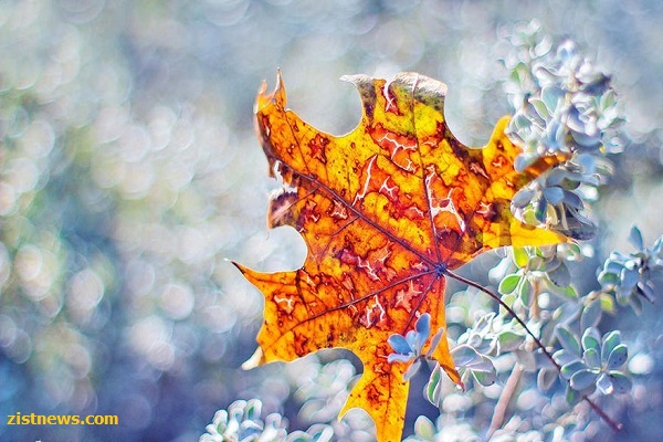 زیبایی های پاییز از دریچه دوربین(عکس)