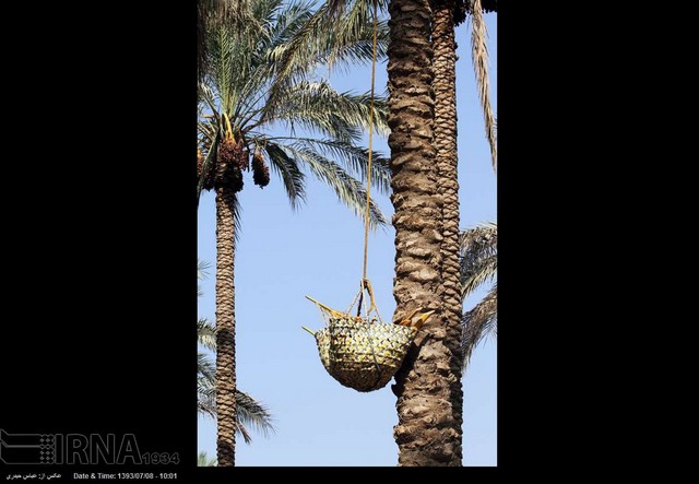 برداشت خرما از نخلستانهای بوشهر (عکس)