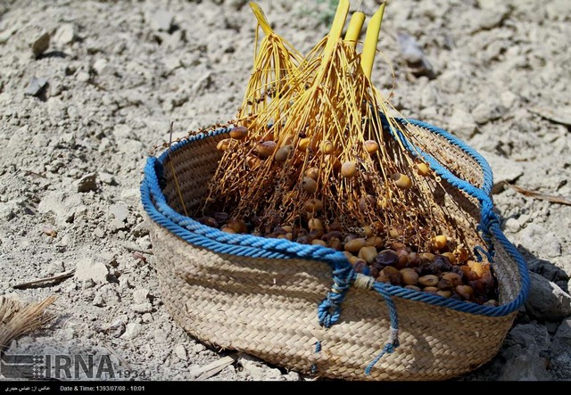 برداشت خرما از نخلستانهای بوشهر (عکس)