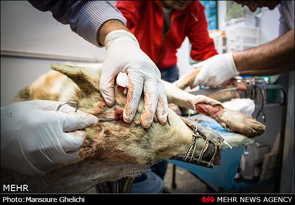 نجات گرگ زخمی - شاهرود (عکس)