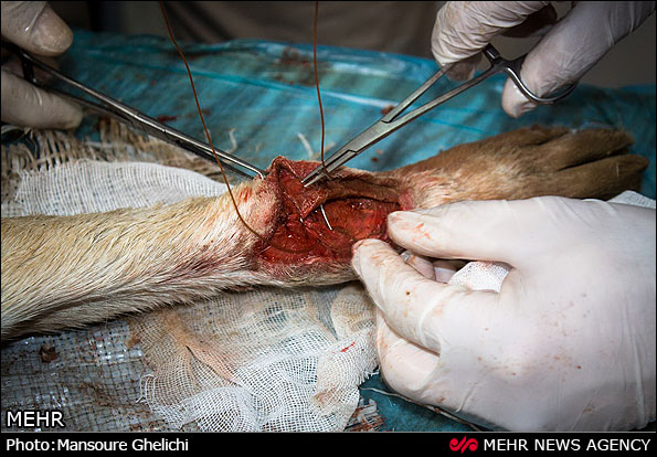 نجات گرگ زخمی - شاهرود (عکس)
