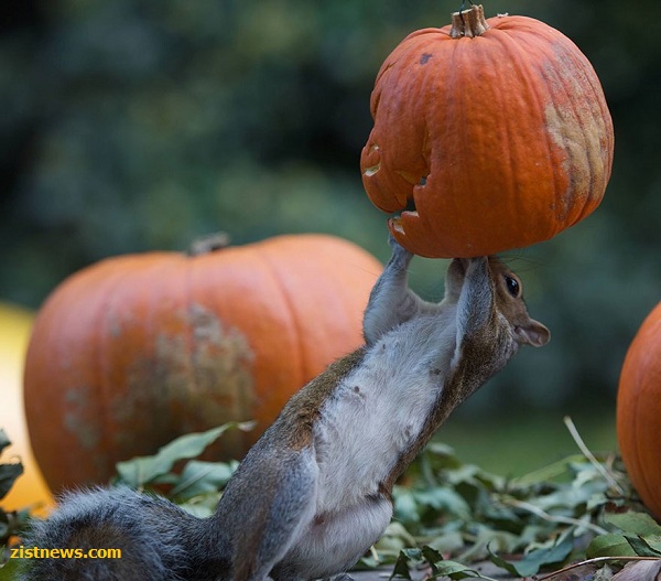 هالووین با سنجاب ها(عکس)