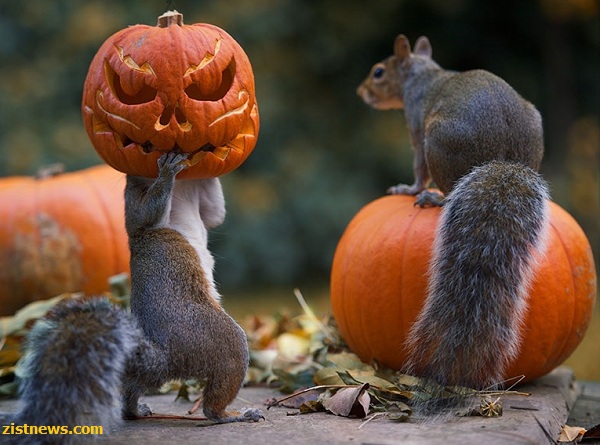 هالووین با سنجاب ها(عکس)