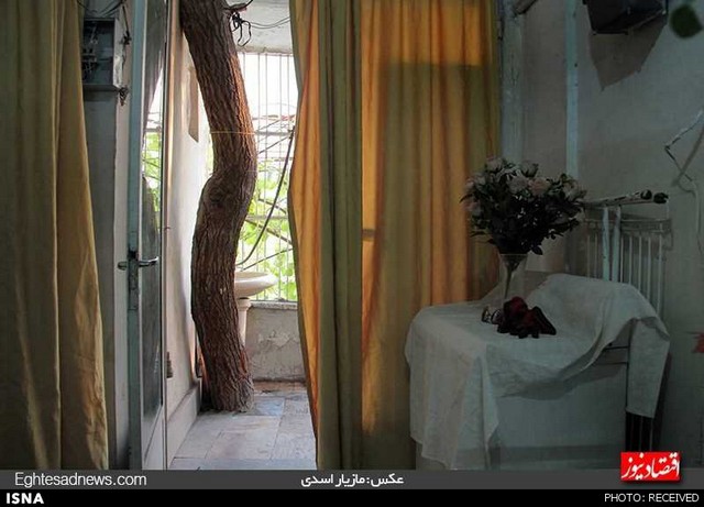 خانه‌ای روی درخت در لویزان تهران (+عکس)