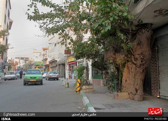 خانه‌ای روی درخت در لویزان تهران (+عکس)