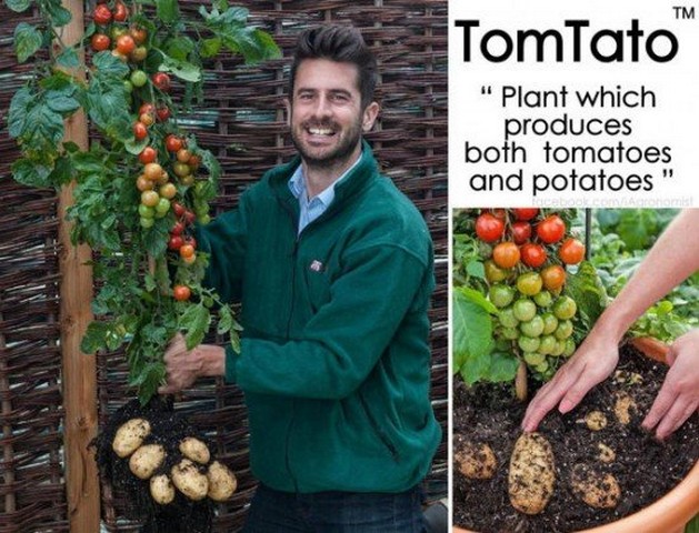 گیاهی که می‌تواند دو محصول تولید کند (+عکس)