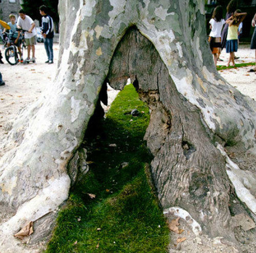 فرشِ قرمزِ سبز (+عکس)