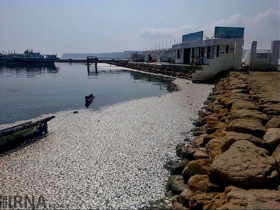 مرگ 3 تن ماهی ساردین در دریای عمان