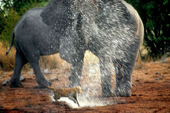 حمله فیل به پلنگ با خرطوم پر آب! (+عکس)