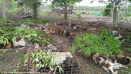 تجارت گوشت سگ در تایلند (+عکس)