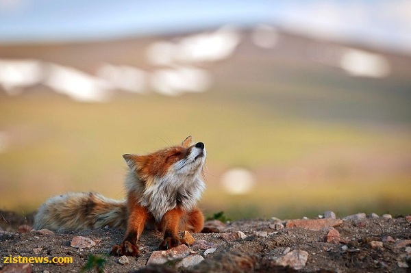 عکاسی قطبی!(عکس)