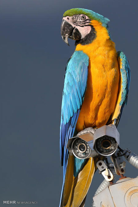 طوطی های دُم بلند کاراکاس (عکس)