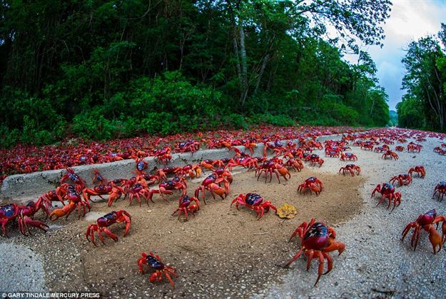 مهاجرت میلیون ها خرچنگ قرمز (+عکس)