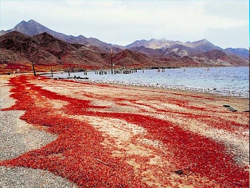 مهاجرت میلیون ها خرچنگ قرمز (+عکس)