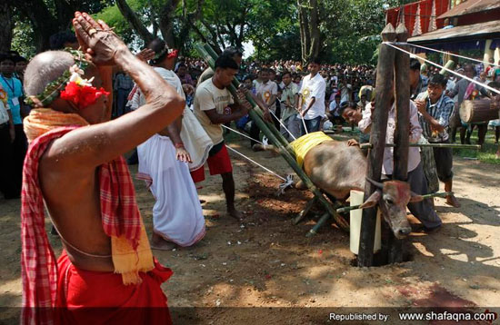 مدل عجیب کشتن گاو در هند (عکس)
