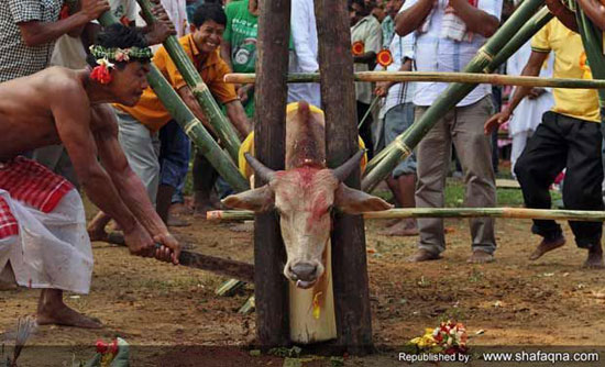 مدل عجیب کشتن گاو در هند (عکس)