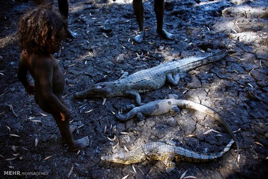 شکار کروکدیل در استرالیا (عکس)