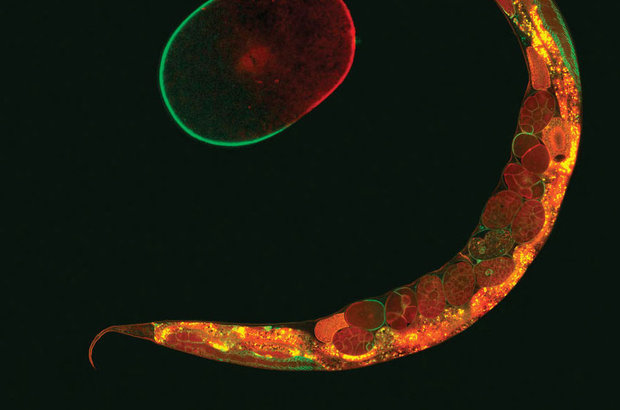 روباتی که با مغز کرم کنترل می‌شود
