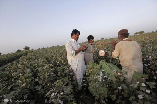 مزارع پنبه در پاکستان (عکس)