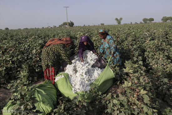 مزارع پنبه در پاکستان (عکس)