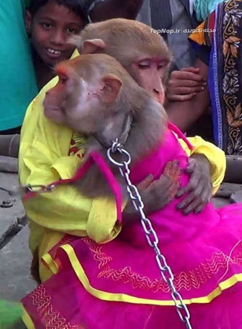 مراسم عروسی میمون ها در هند! (+عکس)