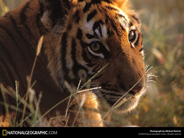 دنیای حیوانات(عکس)