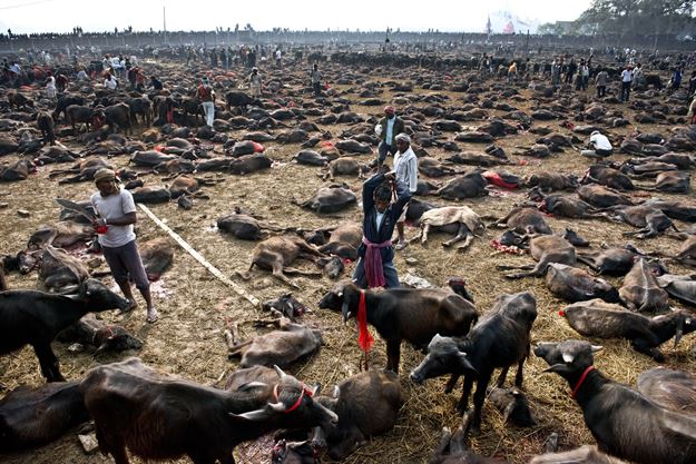 بزرگ ترین کشتارگاه حیوانات در جهان (+عکس)