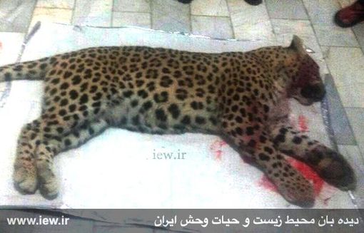 کشتار چهارمین پلنگ ایرانی در سال جدید (+عکس)