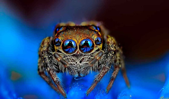 تصاویر جذاب 2015 در قاب علم و فناوری