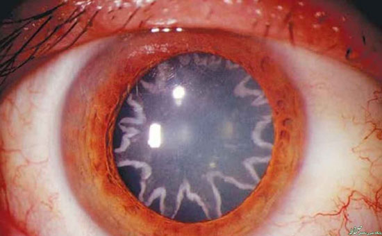 تصاویر جذاب 2015 در قاب علم و فناوری