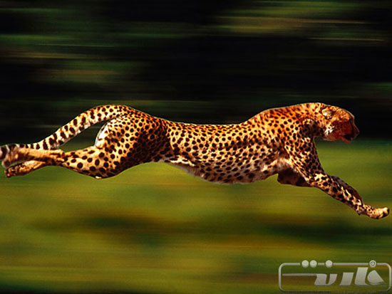 با سریع‌ ترین جانوران روی زمین آشنا شوید (+عکس)