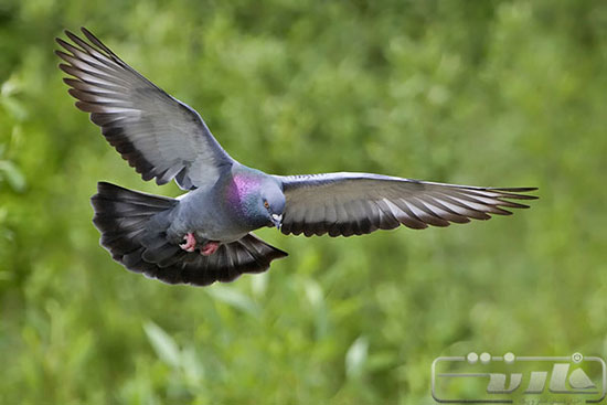 با سریع‌ترین پرندگان زمین آشنا شوید (+عکس)