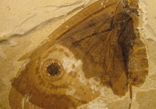 قدیمی‌ترین فسیل پروانه جهان (+عکس)