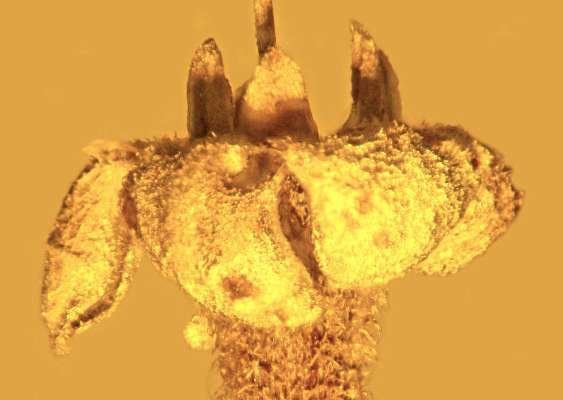 کشف گلهای ۴۵ میلیون ساله در دل یک معدن
