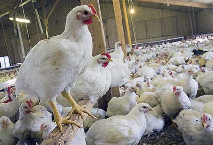 داستان تلخ مصرف آنتی‌بیوتیک‌ در مرغداری‌ها