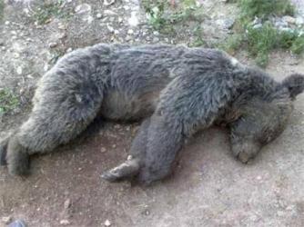 دستگیری قاتل خرس قهوه ای در کرمانشاه