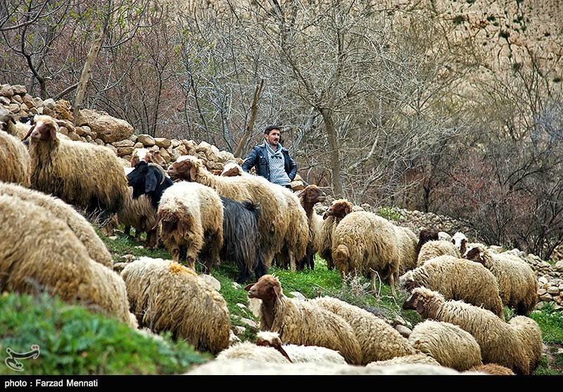 تصاویر طبیعت بکر شمال ایران